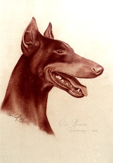 Dobermann-Portrait Cita Gemania, Bundessieger