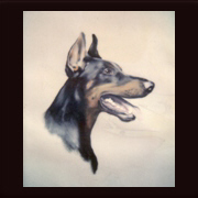 Pastell Dobermann