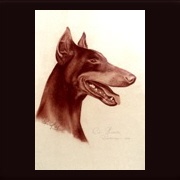 Zeichnung mit Rötelkreide: Dobermann-Portrait