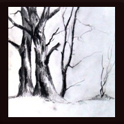Zeichnung mit Holzkohle: Buchen-Bäume